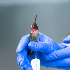 A scientist with blue gloves holds a hummingbird. The focus is on the iridescent throat in shades of pink, orange and green.