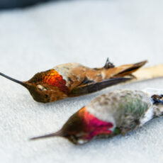 Two hummingbirds are laid out on white foam. The focus is on the Rufous Hummingbird in the back with its red-orange iridescent throat.