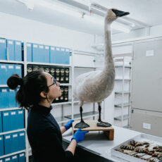A scientist stands next to a swan mount on a cabinet. She looks up at the swan, which looks like it could touch the ceiling.