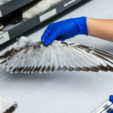 A scientist with blue gloves holds a gull’s wing at the bend. The wing is mostly white, but the edges are black and grey.