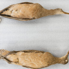 Two shorebirds are laid out on white foam. Their plumage is similar (brown, white and cinnamon) but can be distinguished by their unique bill.