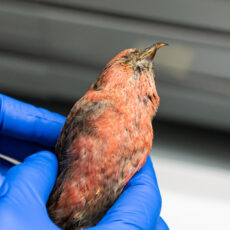 A scientist with blue gloves holds a crossbill. It has a rose-pink plumage with a twisted bill.