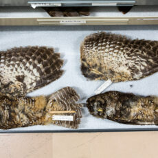 An open drawer shows two study skins and two spread wings.