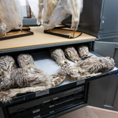 An open drawer reveals seven Barred Owls on their backs. Two are positioned horizontally.