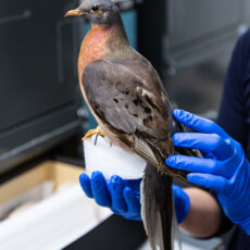 A scientist with blue gloves holds a mount of a Passenger Pigeon. It has dark-grey feathers with a dark-orange throat.