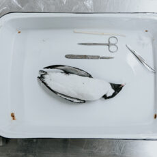 A bird specimen with a white belly and black head is a placed on a white tray with the instruments described in the photo caption.