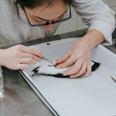 A scientist leans over the table to make a cut on a bird’s belly using a scalpel.
