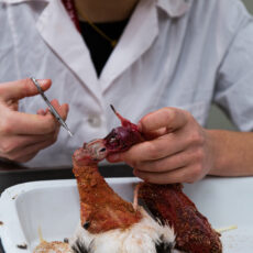 A scientist shows how the skin is flipped inside out. She has scissors in her hand to make the final cut near the skull. There is sawdust on the bird and in the tray.