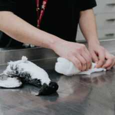 A clean bird specimen is laid out on a metal table. A scientist shapes cotton into a cone. Two spools of thread are also shown in the foreground.