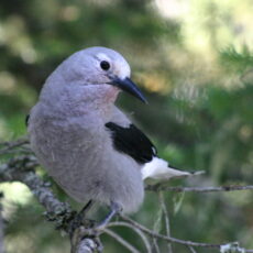 A Clark’s Nutcracker perches on a branch with its head turned to its left. The focus on the bird blurs the green foliage in the background.