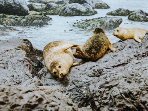 Diving Deep – Marine Mammals of BC – Past Program