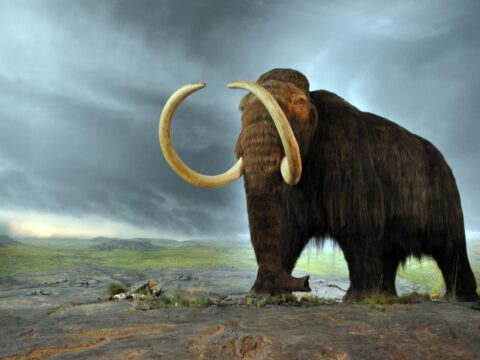 Meet the Mammoth