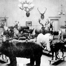 A room full of large taxidermied mammals including bears, bighorn sheep and mountain goats.